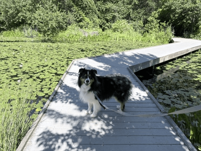 🌿 A Flat, Easy Hike with History, Lily Pads & a Brewery Finish at Ellanor C. Lawrence&nbsp;Park